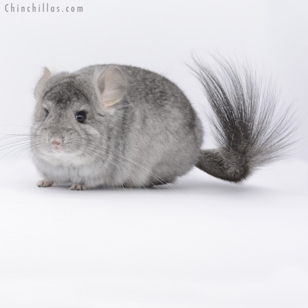 20257 Standard ( Violet Carrier )  Royal Persian Angora Male Chinchilla