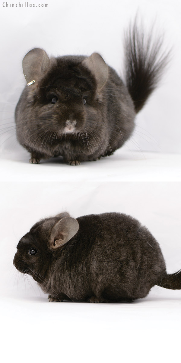 20216 Ebony ( Locken Carrier )  Royal Persian Angora Female Chinchilla