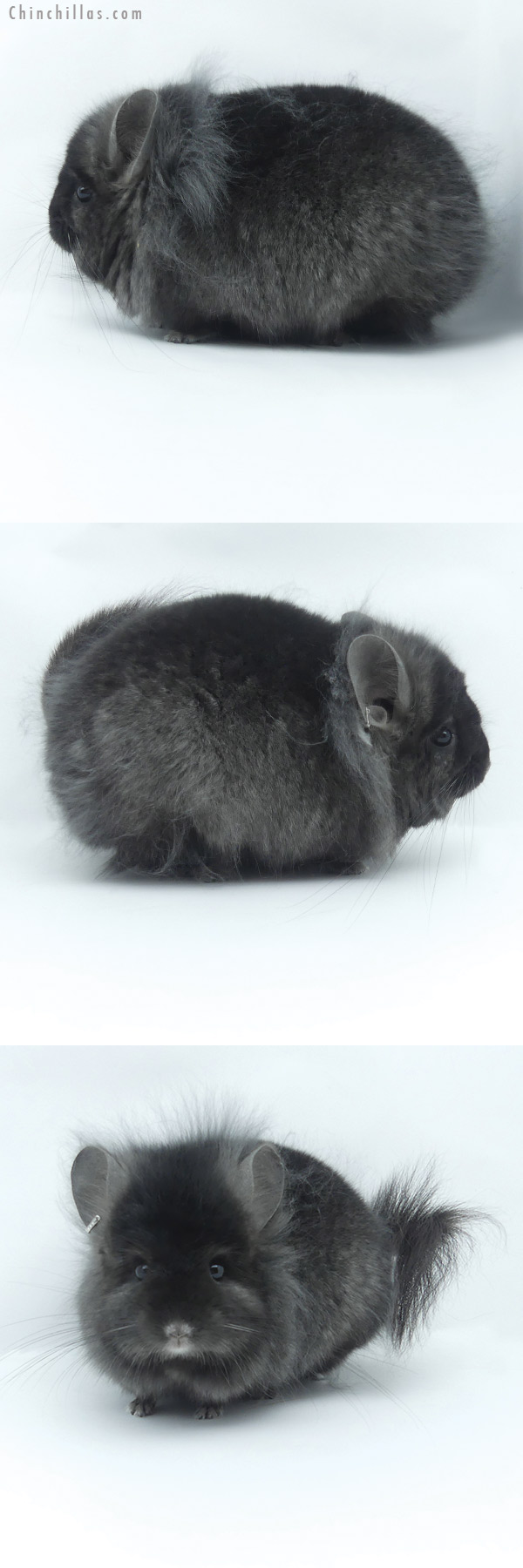 20028 Exceptional Ebony G2  Royal Persian Angora Male Chinchilla