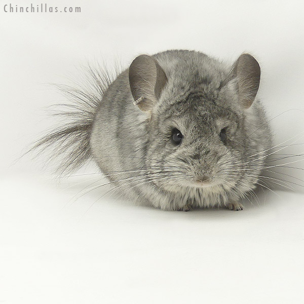 20096 Standard ( Violet Carrier )  Royal Persian Angora Male Chinchilla