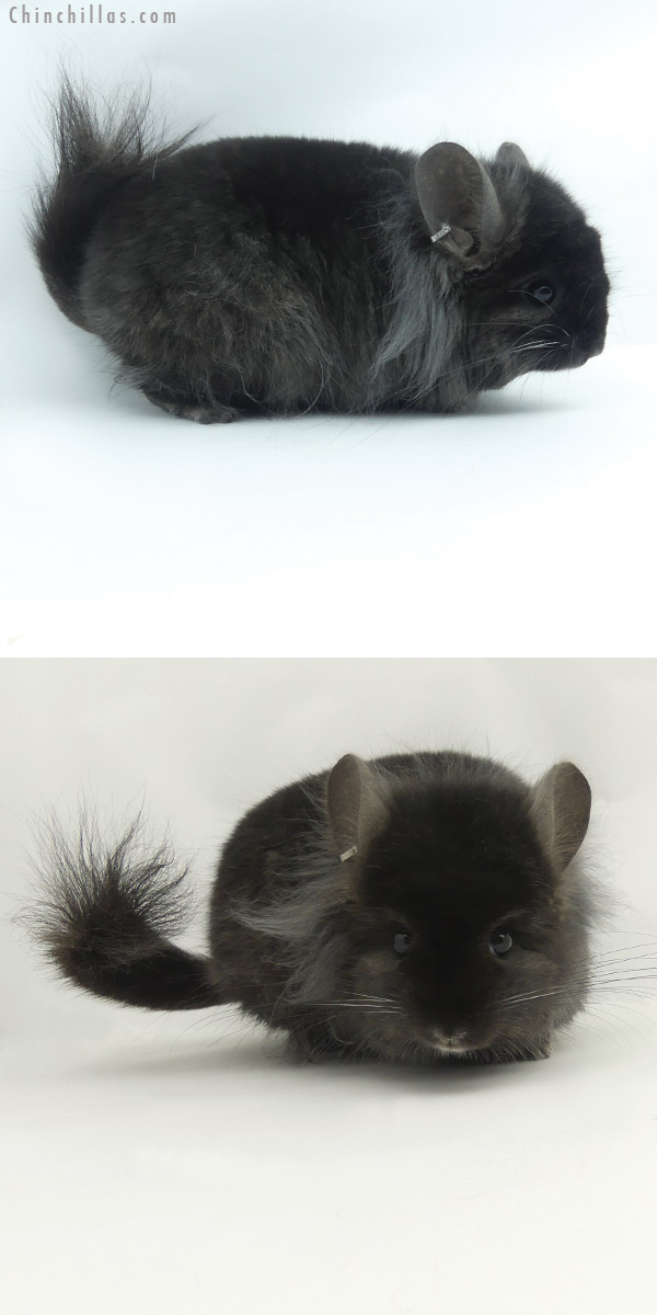 20115 Ebony G2  Royal Persian Angora Male Chinchilla with Lion Mane