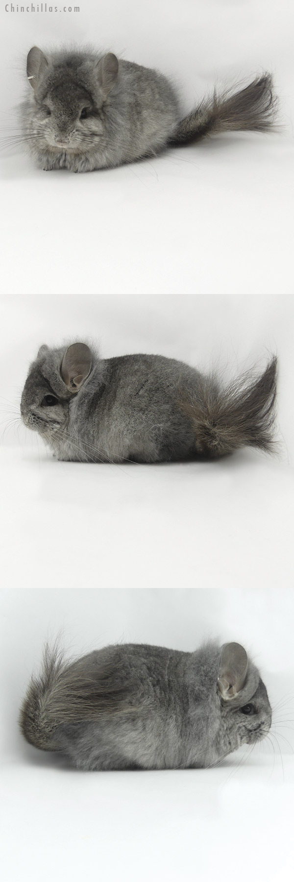 20048 Exceptional Standard ( Eb & Locken Carrier ) G2  Royal Persian Angora Female Chinchilla w/ Lion Mane