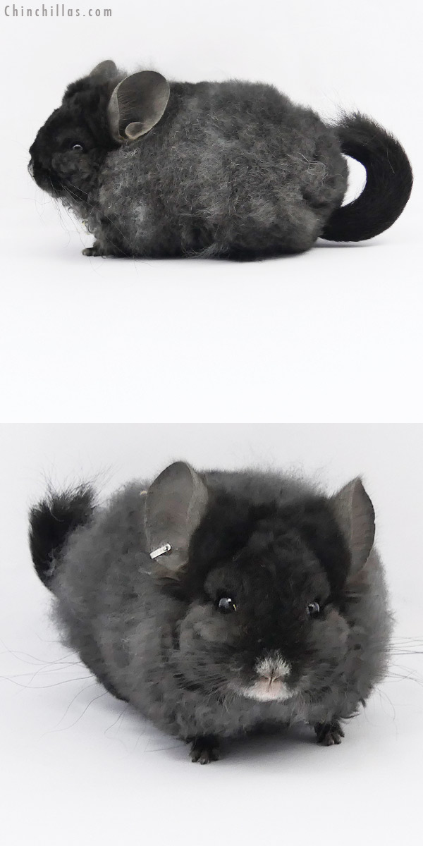 20163 Ebony Royal Imperial Angora Female Chinchilla