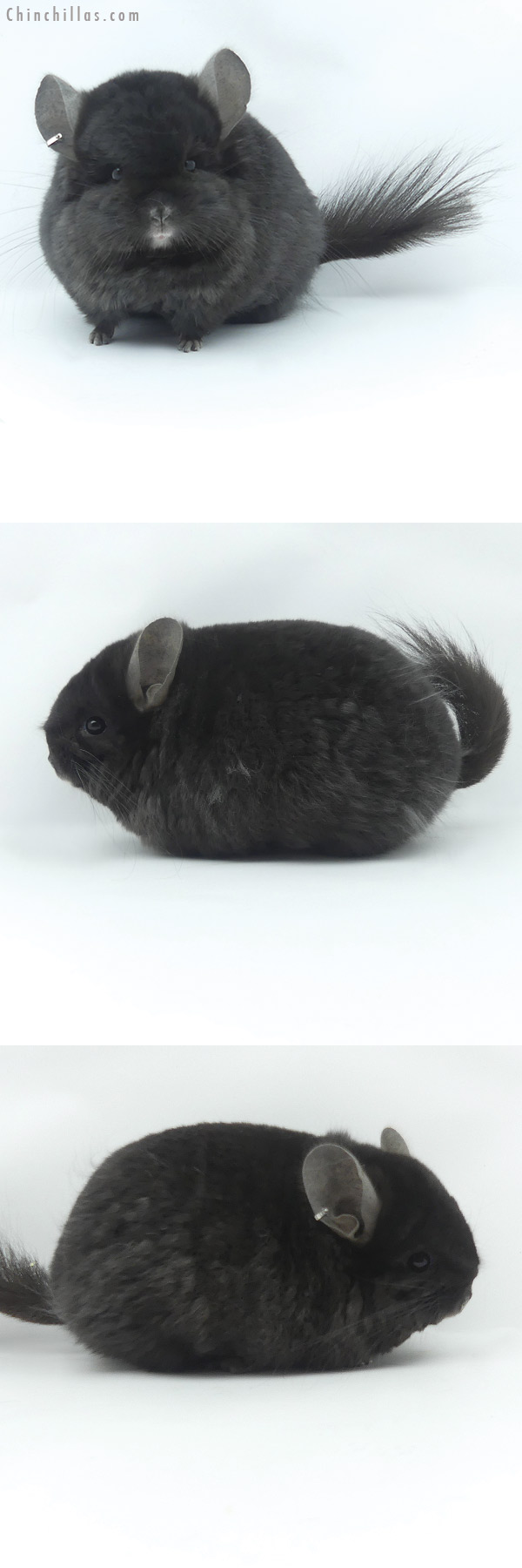 20057 Exceptional Extreme Brevi Type Ebony  Royal Imperial Angora Male Chinchilla