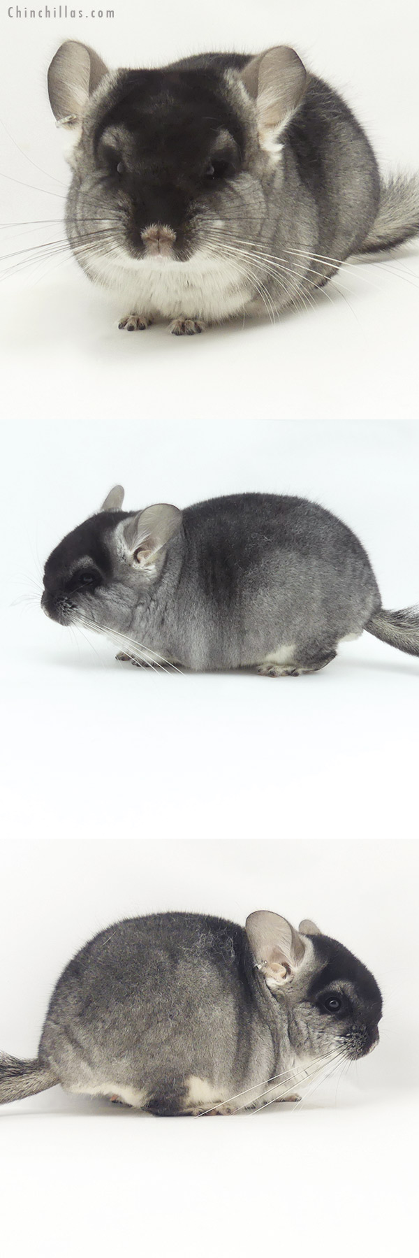 20134 Black Velvet ( Violet & Royal Persian Angora Carrier ) Male Chinchilla