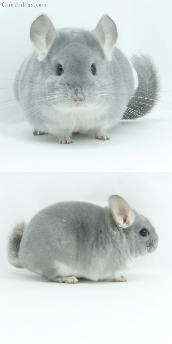 20153 Premium Production Quality Blue Diamond Female Chinchilla