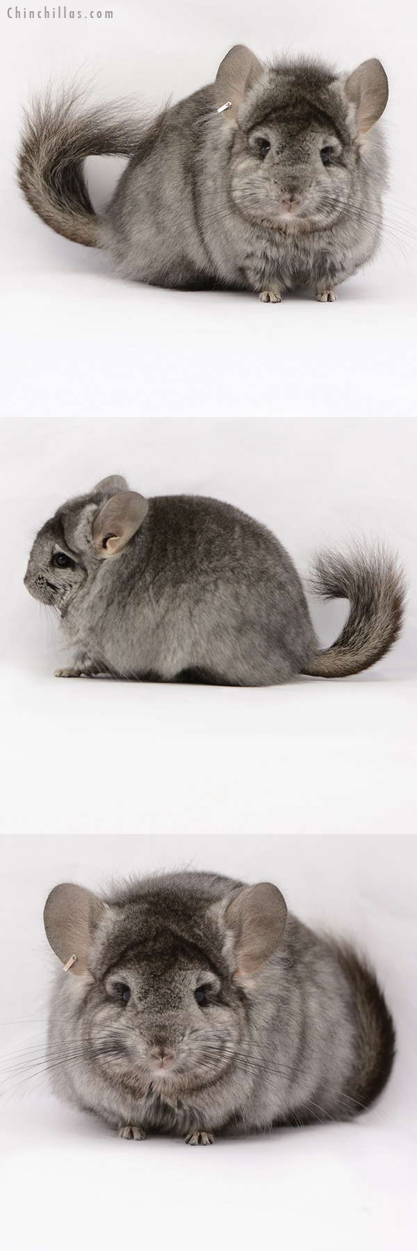 20191 Ebony ( Locken Carrier )  Royal Persian Angora Female Chinchilla