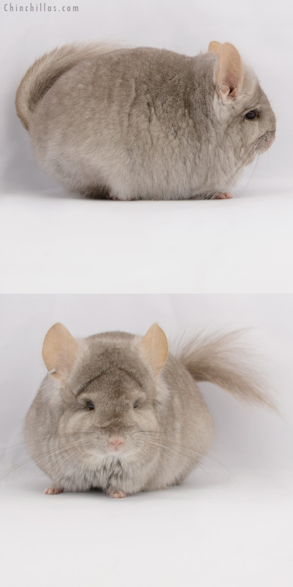 20217 Beige  Royal Persian Angora Female Chinchilla