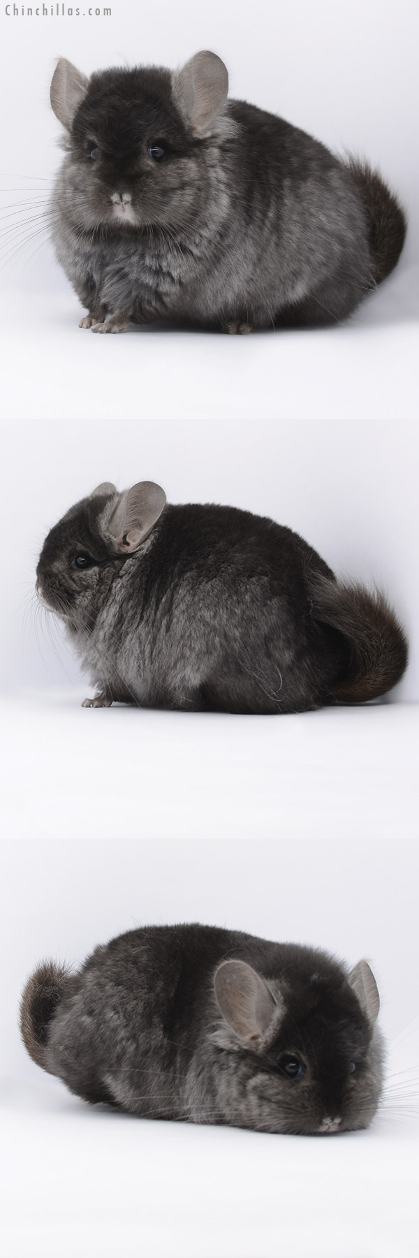 20269 Large Blocky Ebony ( Locken Carrier )  Royal Persian Angora Male Chinchilla