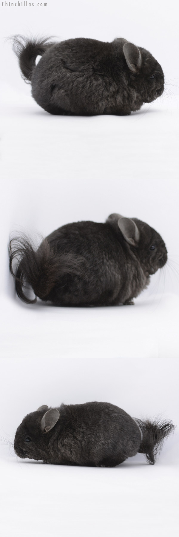 20271 Ebony ( Locken Carrier )  Royal Persian Angora Male Chinchilla