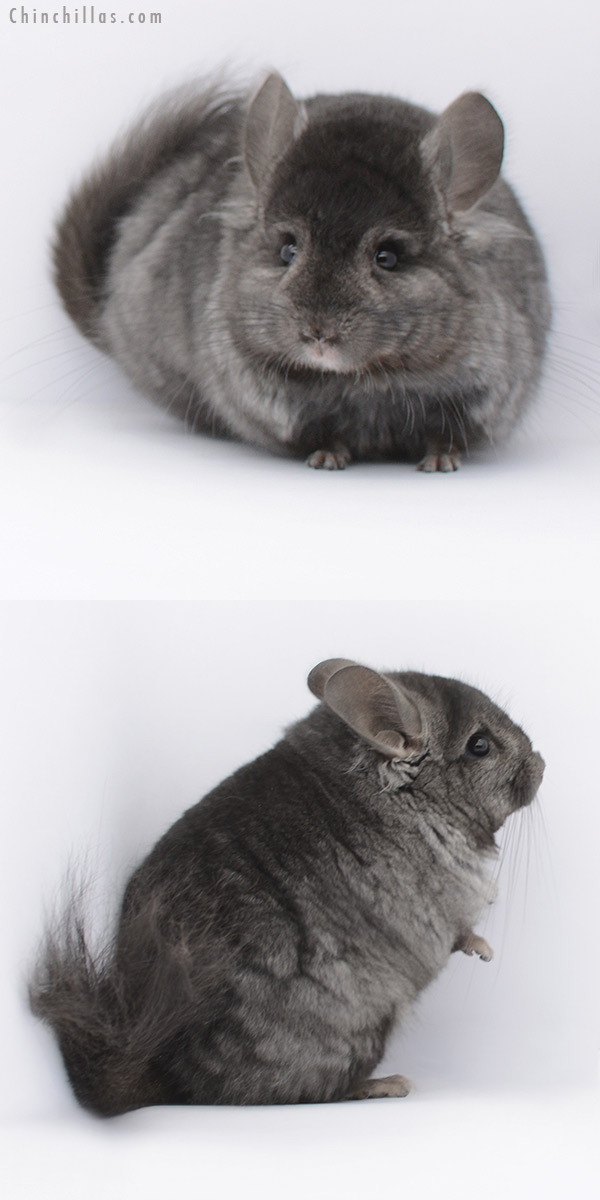 20276 Ebony ( Locken Carrier )  Royal Persian Angora Male Chinchilla