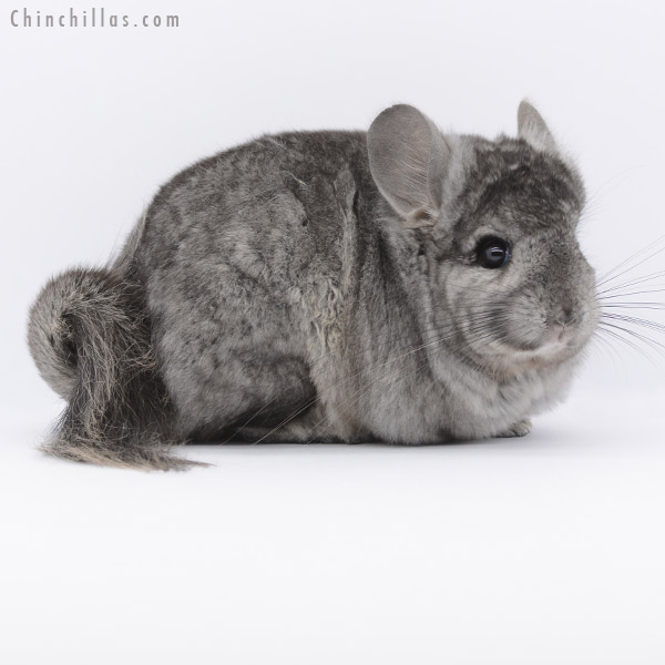 20256 Ebony ( Locken Carrier )  Royal Persian Angora Female Chinchilla