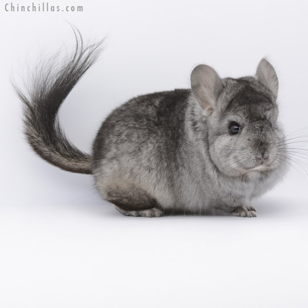 20258 Hetero Ebony  Royal Persian Angora Male Chinchilla