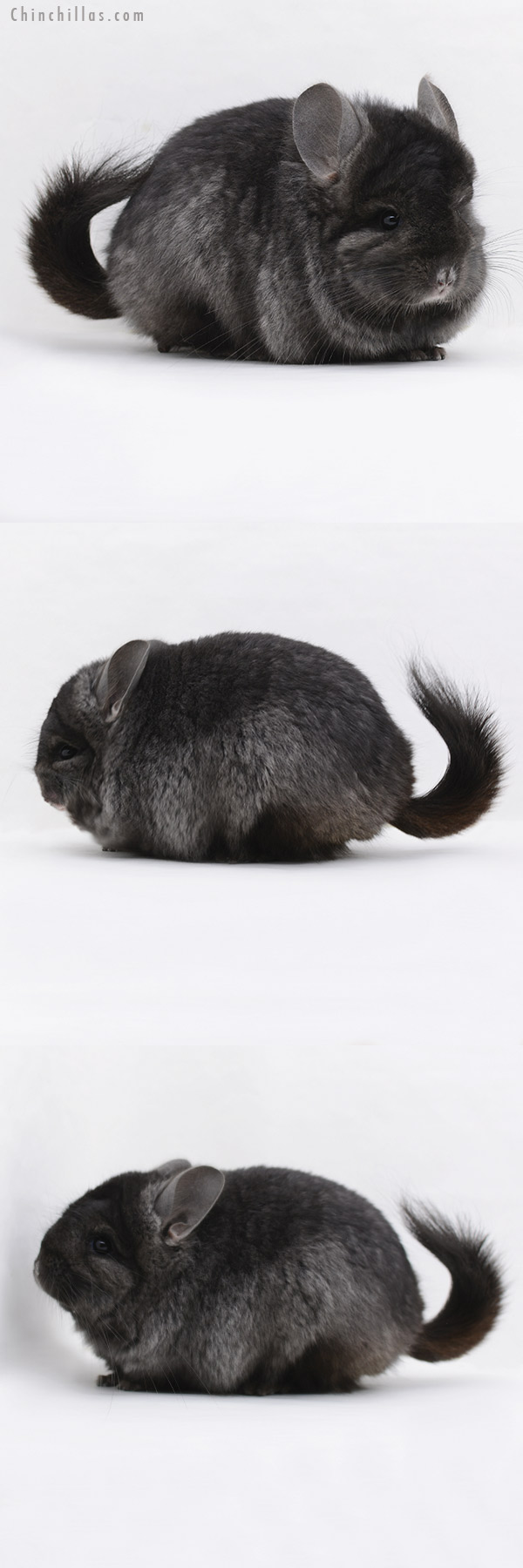 20234 Ebony ( Locken Carrier )  Royal Persian Angora Male Chinchilla