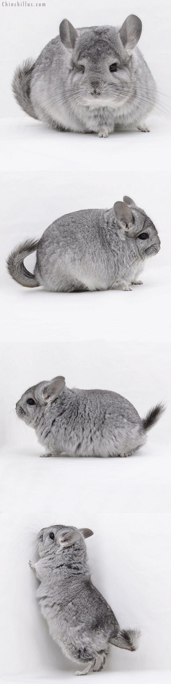 Chinchilla or related item offered for sale or export on Chinchillas.com - 20239 Blocky Standard  Royal Persian Angora Female Chinchilla