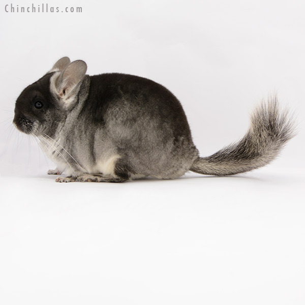 20190 Black Velvet ( Violet & Royal Persian Angora Carrier ) Female Chinchilla