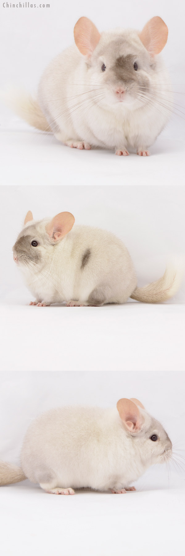 20207 Large Blocky Herd Improvement Quality Beige & White Mosaic Male Chinchilla