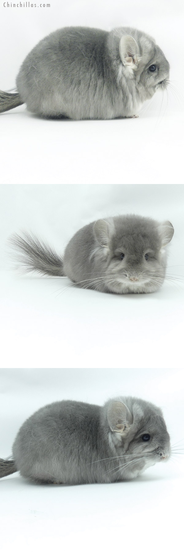 20123 Violet  Royal Persian Angora Female Chinchilla