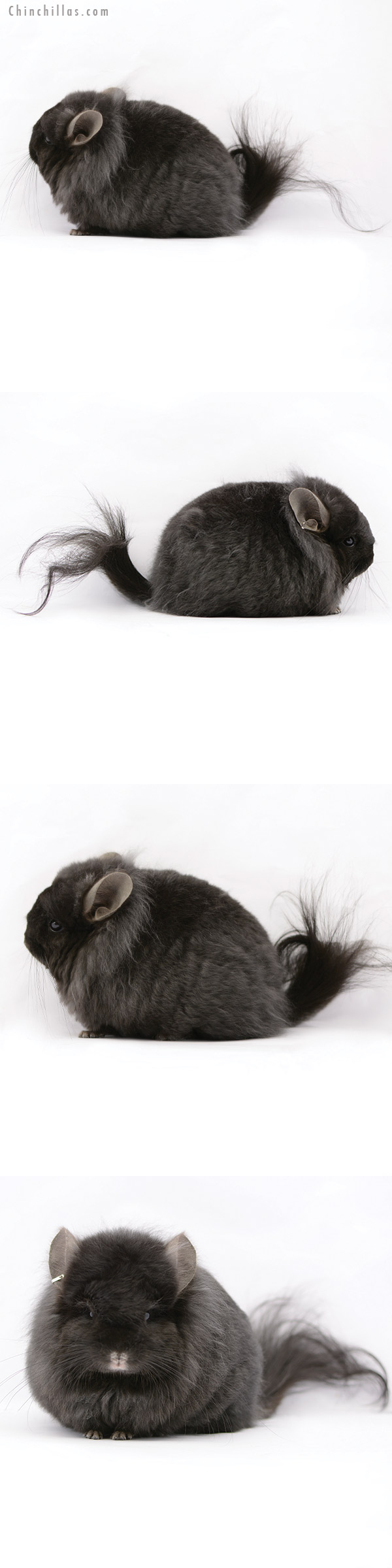 20189 Exceptional Ebony ( Locken Carrier ) G2  Royal Persian Angora Female Chinchilla