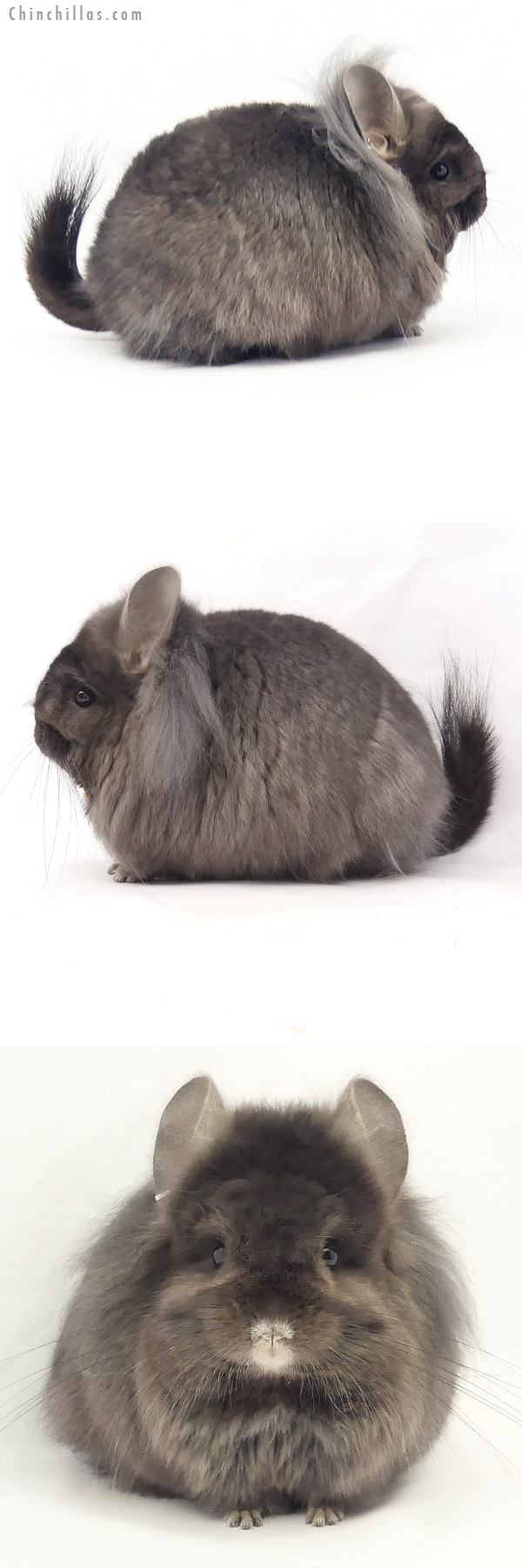 20225 Ebony ( Locken Carrier ) G2  Royal Persian Angora Female Chinchilla with long Lion Mane