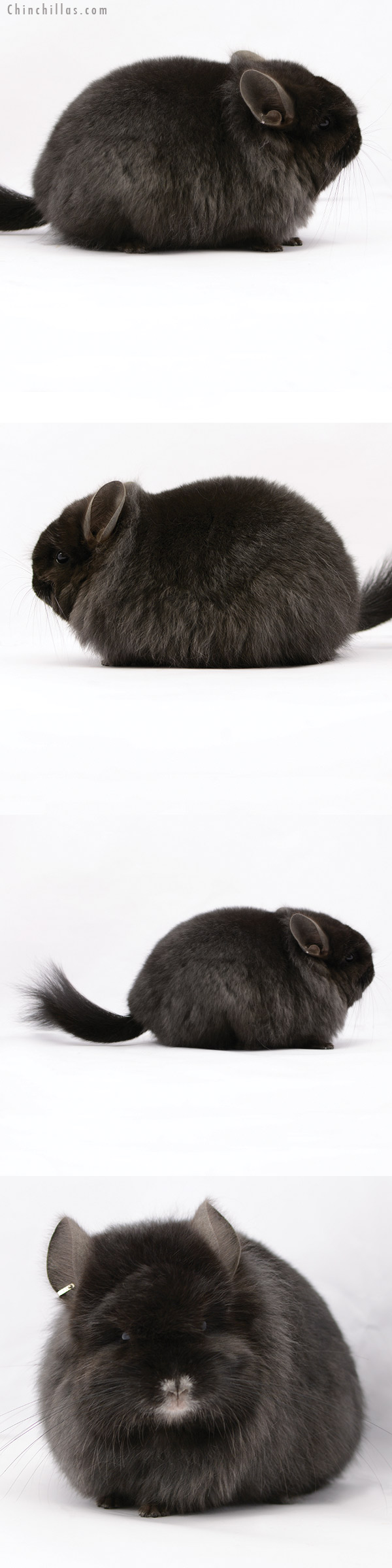 20220 Exceptional Brevi Type Ebony ( Locken Carrier ) G2  Royal Persian Angora Female Chinchilla