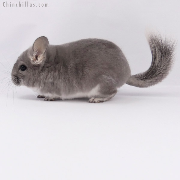 Chinchilla or related item offered for sale or export on Chinchillas.com - 20159 Violet ( Royal Persian Angora Carrier ) Female Chinchilla