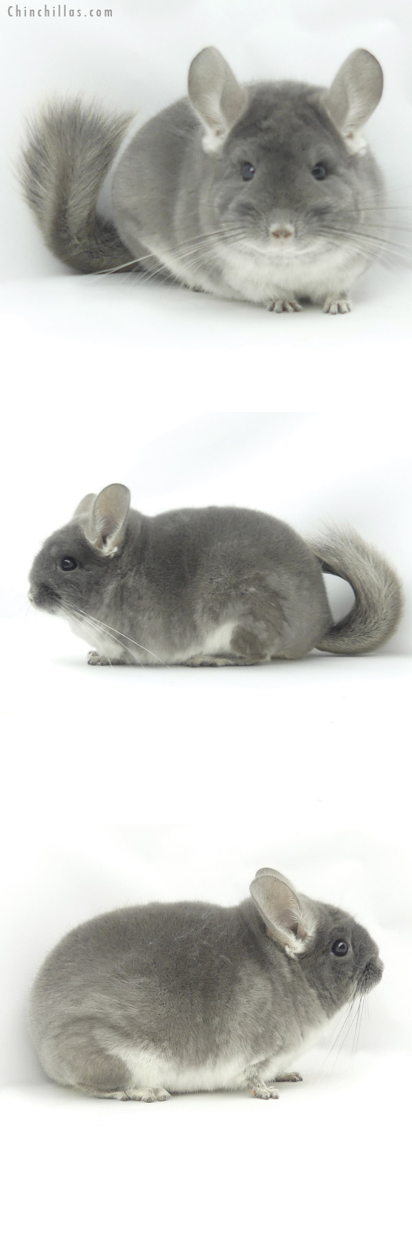 20142 Show Quality TOV Violet Female Chinchilla