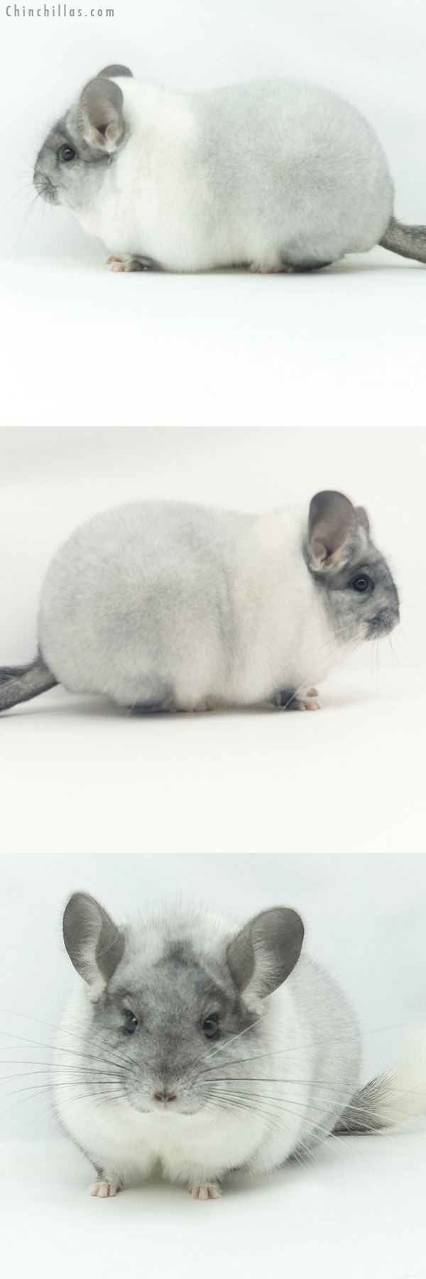 20154 Large Blocky Premium Production Quality White Mosaic Female Chinchilla