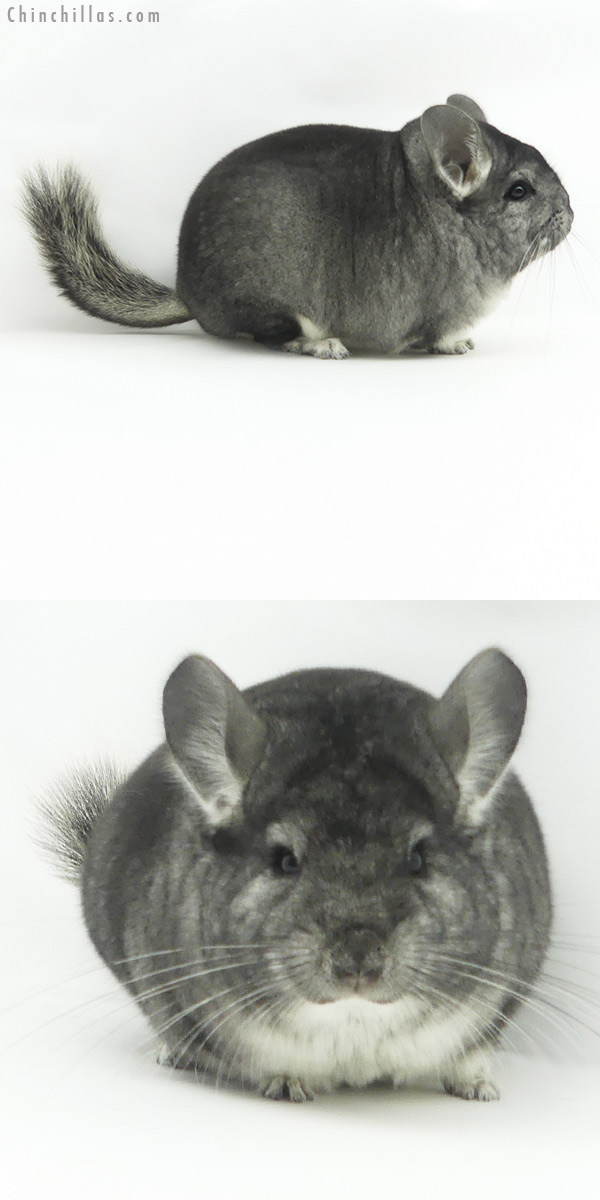 20155 Blocky Premium Production Quality Standard Female Chinchilla