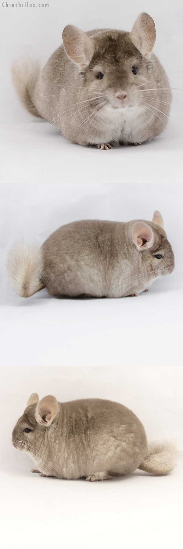 20168 Large Blocky Premium Production Quality Beige Female Chinchilla