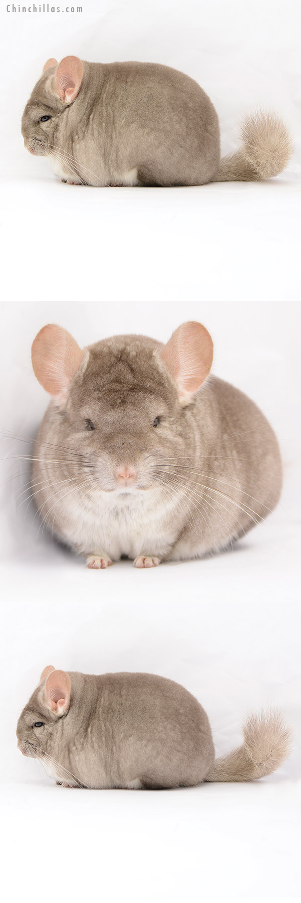 20202 Blocky Premium Production Quality Beige Female Chinchilla