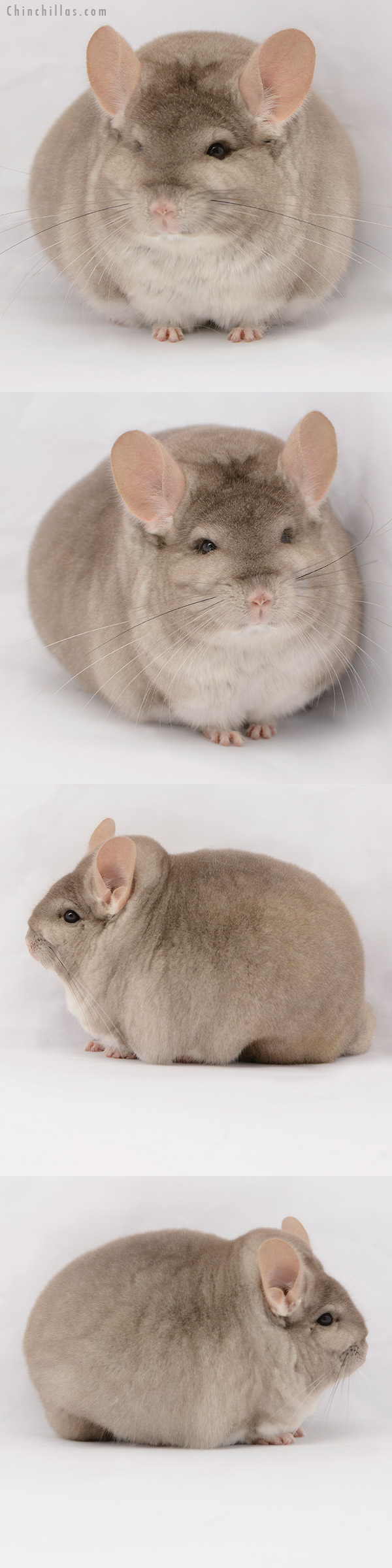 20194 Extra Large Blocky Premium Production Quality Beige Female Chinchilla