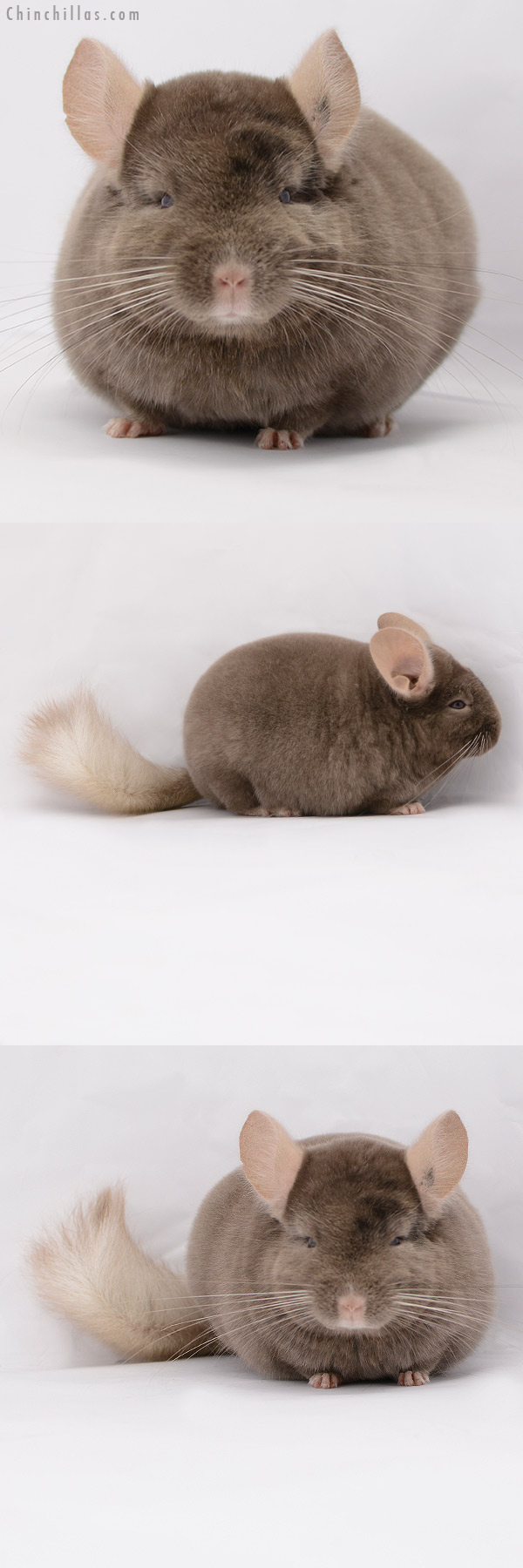 20200 Premium Production Quality Tan Female Chinchilla