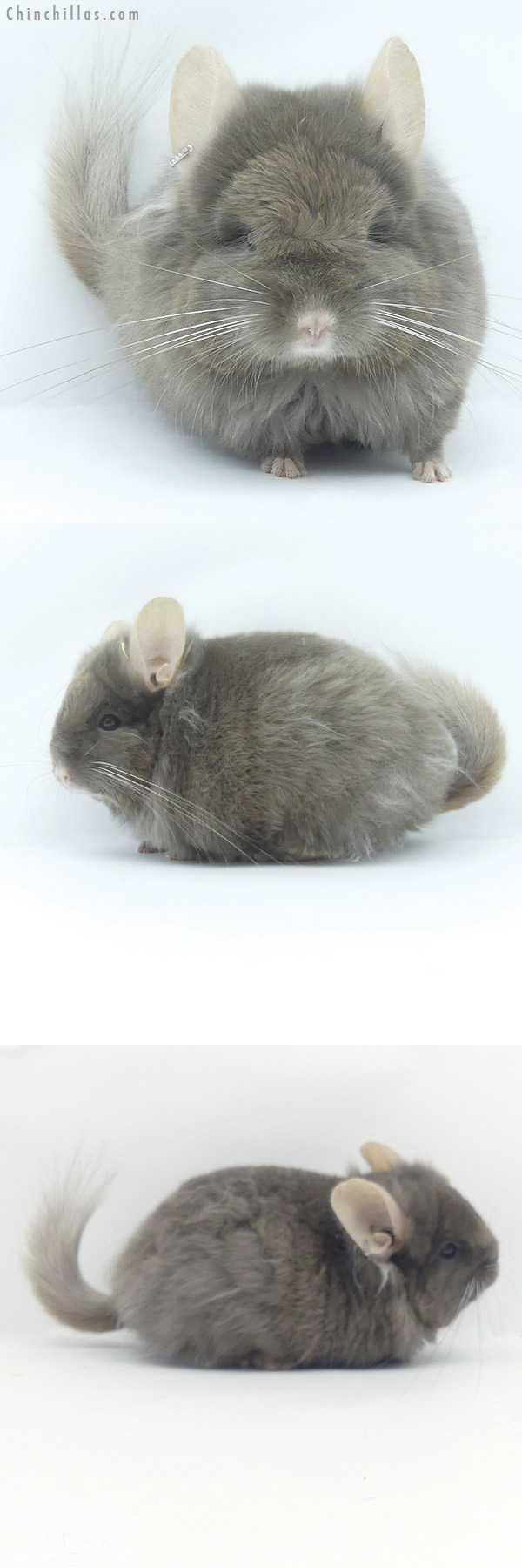 19493 Exceptional Tan ( Locken Carrier )  Royal Persian Angora Male Chinchilla