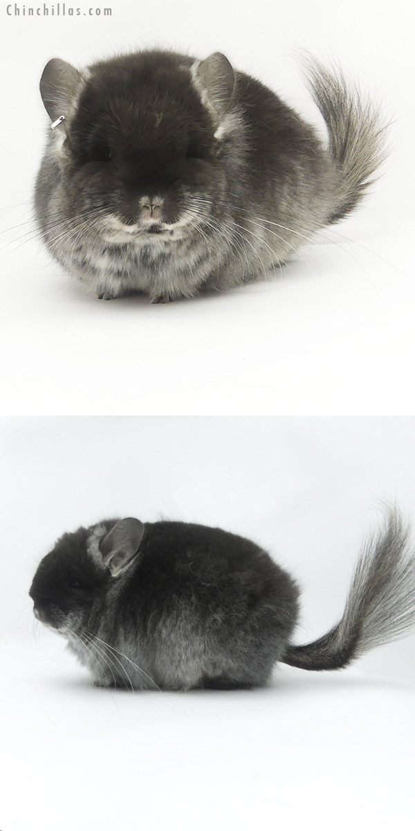 19479 Exceptional Blocky Brevi Type Black Velvet  Royal Persian Angora Female Chinchilla