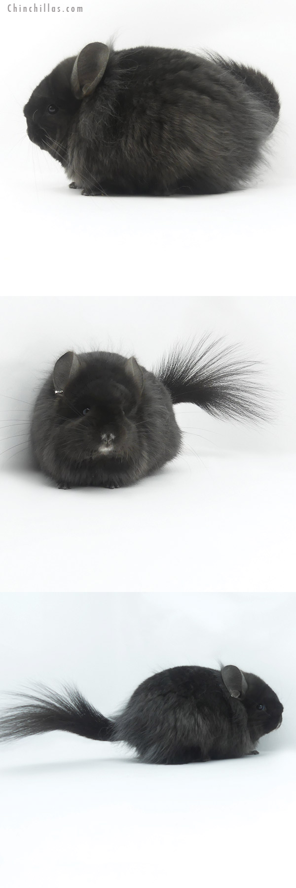 19484 Ebony ( Locken Carrier ) G2  Royal Persian Angora Female Chinchilla