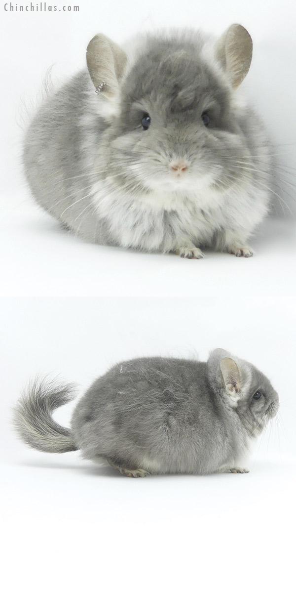 19488 Exceptional Violet  Royal Persian Angora Male Chinchilla