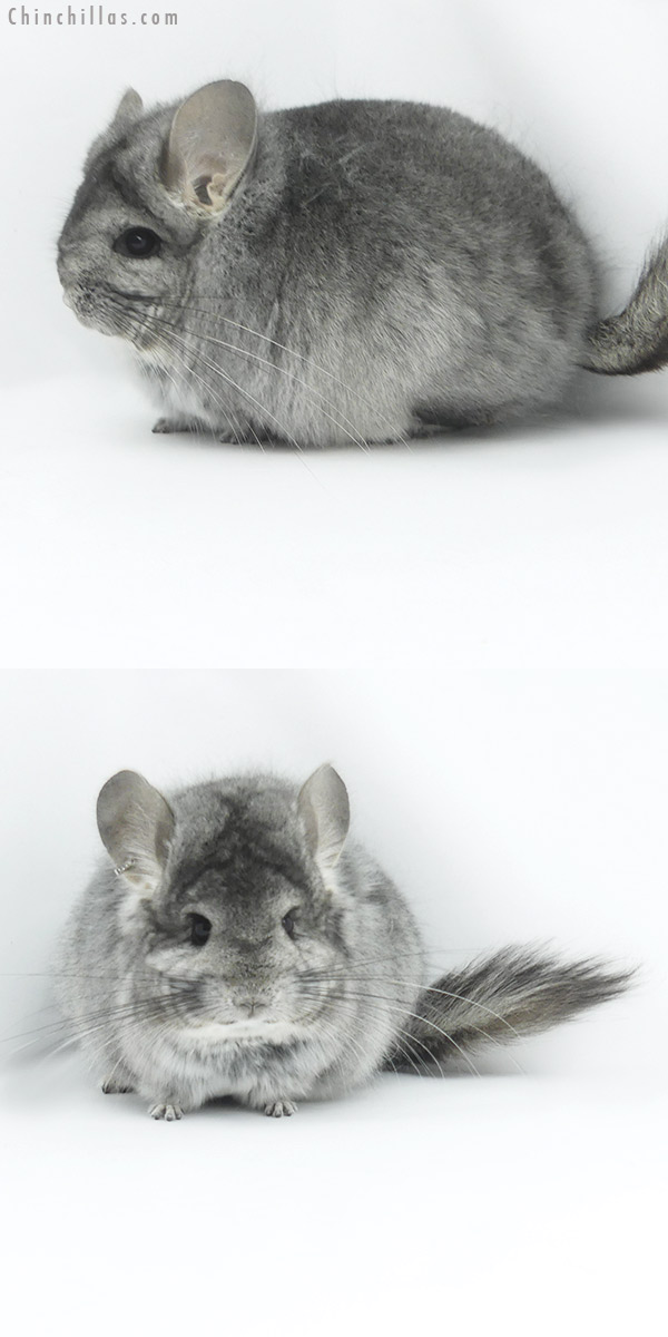 19478 Standard ( Sapphire Carrier )  Royal Persian Angora Female Chinchilla