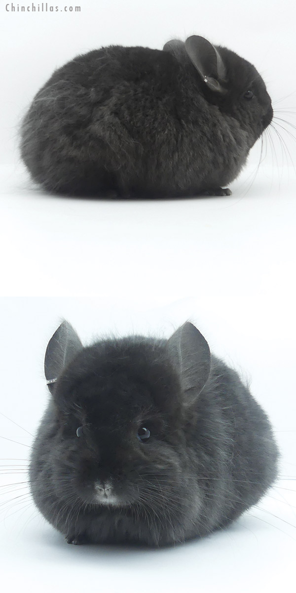 Chinchilla or related item offered for sale or export on Chinchillas.com - 19482 Blocky Ebony Quasi Locken  Royal Persian Angora Female Chinchilla