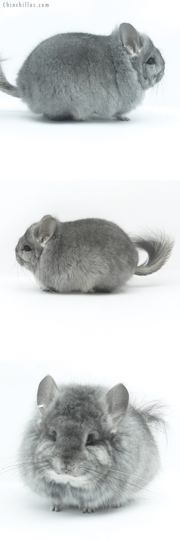 19481 Exceptional Blocky Standard  Royal Persian Angora Female Chinchilla