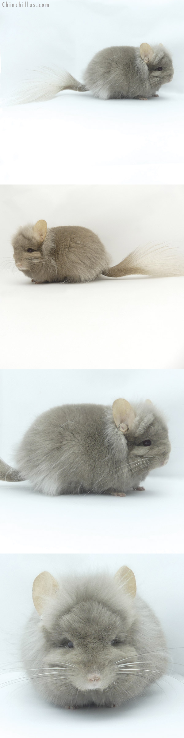 19495 Exceptional Tan G3  Royal Persian Angora Male Chinchilla