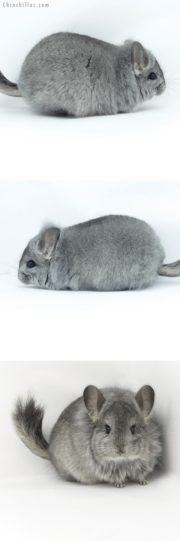 20010 Large Standard ( Locken Carrier )  Royal Persian Angora Female Chinchilla with Lion Mane