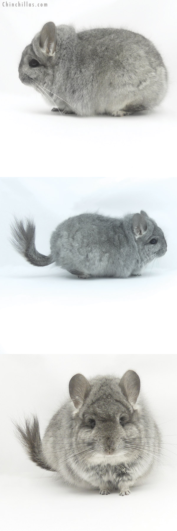 Chinchilla or related item offered for sale or export on Chinchillas.com - 19508 Exceptional Large Standard  Royal Persian Angora Male Chinchilla