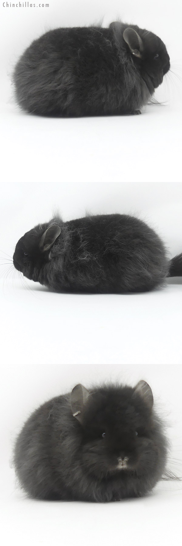 19499 Exceptional Brevi Type Ebony ( Locken Carrier ) G3  Royal Persian Angora Female Chinchilla