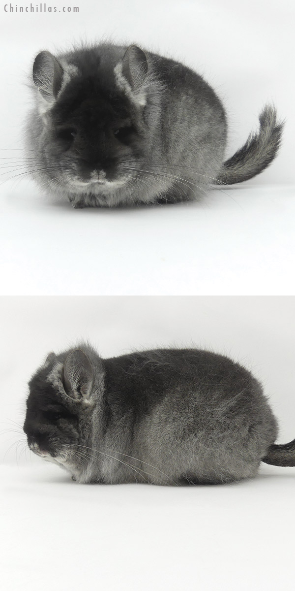 20026 Black Velvet  Royal Persian Angora Female Chinchilla