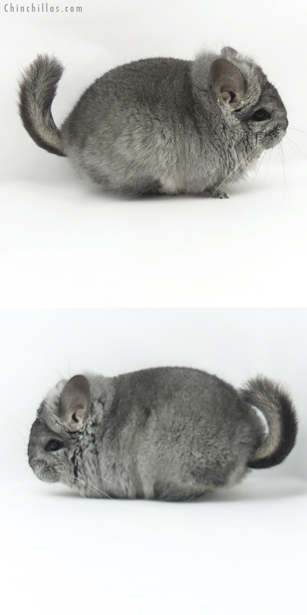 20025 Blocky Standard ( Sapphire Carrier )  Royal Persian Angora Female Chinchilla