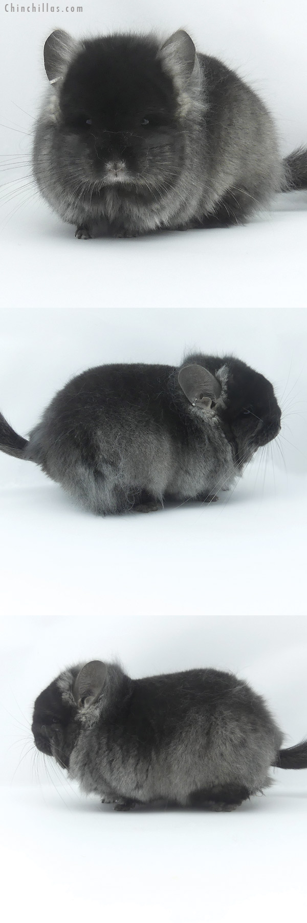 19491 Exceptional Brevi Type TOV Ebony ( Locken Carrier )  Royal Persian Angora Male Chinchilla