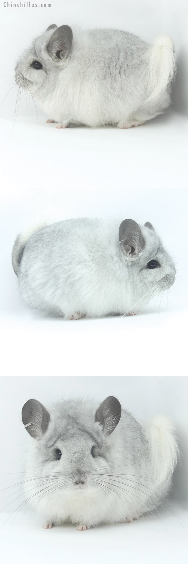 19497 Exceptional Blocky White Mosaic  Royal Persian Angora Female Chinchilla