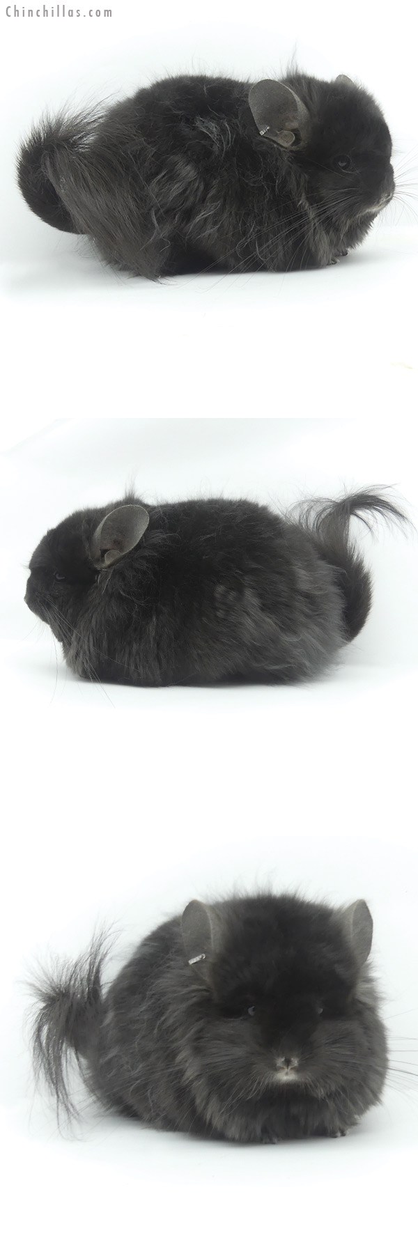 20088 Exceptional Ebony ( Locken Carrier ) G2  Royal Persian Angora Male Chinchilla