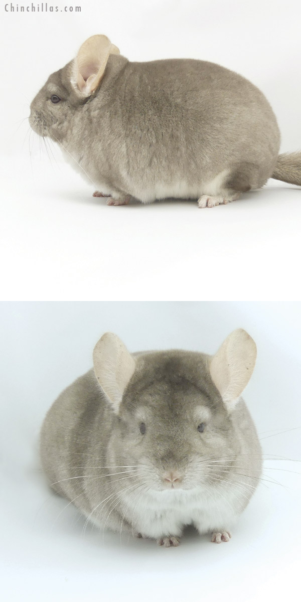 19472 Large Blocky Premium Production Quality Beige Female Chinchilla